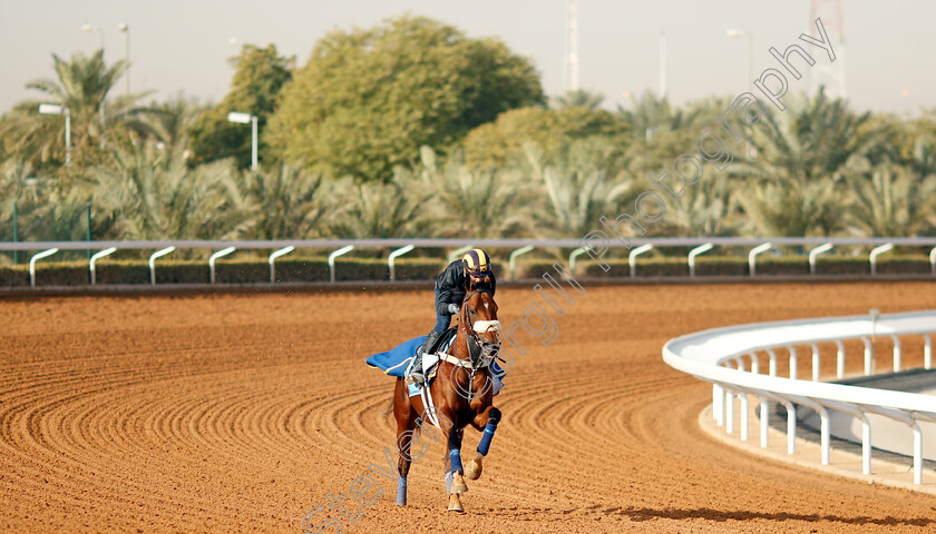 Qaader-0001 
 QAADER training for International Handicap
King Abdulaziz Racecourse, Kingdom of Saudi Arabia, 22 Feb 2023 - Pic Steven Cargill / Racingfotos.com