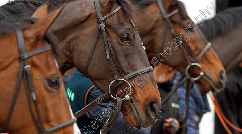 Might-Bite-0005 
 MIGHT BITE at Nicky Henderson's stable in Lambourn 20 Feb 2018 - Pic Steven Cargill / Racingfotos.com