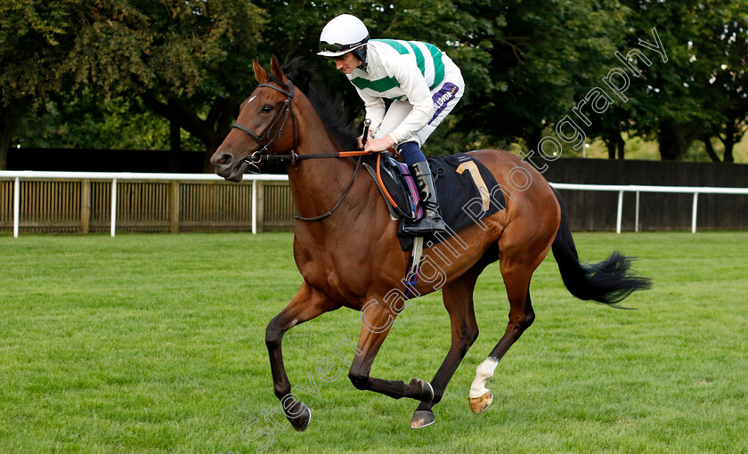 Rosa-Chinensis-0002 
 ROSA CHINENSIS (Daniel Muscutt)
Newmarket 28 Jul 2023 - Pic Steven Cargill / Racingfotos.com