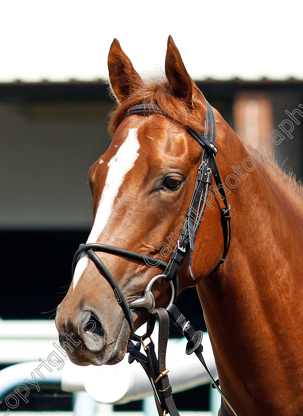 Operatic-0005 
 OPERATIC 
Wolverhampton 11 Aug 2020 - Pic Steven Cargill / Racingfotos.com