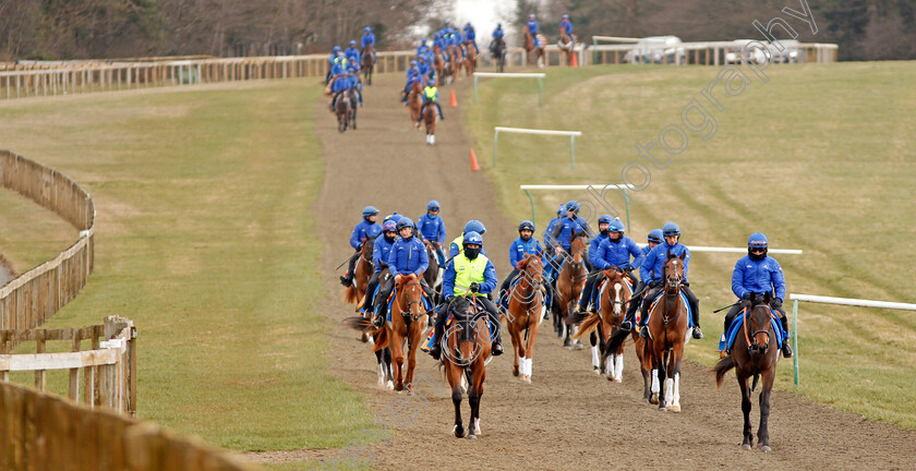 Newmarket-0007 
 A string of racehorses from Godolphin walk back to their stables after exercising on Warren Hill Newmarket 23 Mar 2018 - Pic Steven Cargill / Racingfotos.com