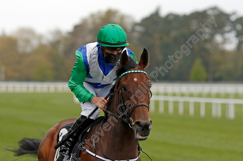 Ready-To-Venture-0001 
 READY TO VENTURE (Tom Marquand)
Ascot 28 Apr 2021 - Pic Steven Cargill / Racingfotos.com