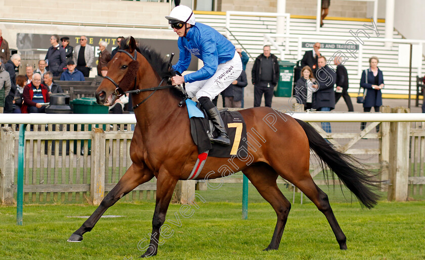 Tremorgio-0008 
 TREMORGIO (James Doyle) winner of The Boodles Maiden Stakes
Newmarket 23 Oct 2024 - Pic Steven Cargill / Racingfotos.com