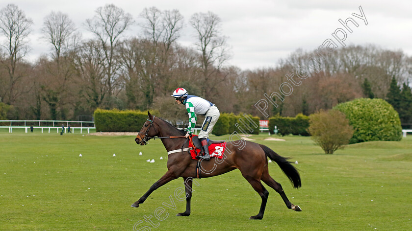 Alfie s-Princess-0001 
 ALFIE'S PRINCESS (Sam TWiston-Davies)
Sandown 3 Feb 2024 - Pic Steven Cargill / Racingfotos.com