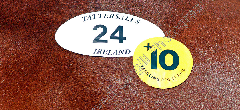 Ascot-Sales-0008 
 Lot number stickers at Ascot Yearling Sale 12 Sep 2017 - Pic Steven Cargill / Racingfotos.com