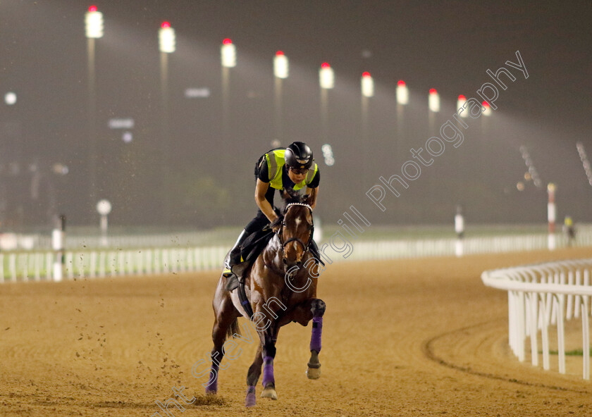 Do-Deuce-0001 
 DO DEUCE training for The Dubai Turf
Meydan Dubai 26 Mar 2024 - Pic Steven Cargill / Racingfotos.com