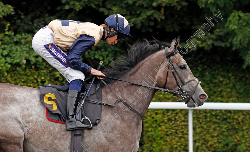 Port-Road-0002 
 PORT ROAD (Daniel Muscutt)
Kempton 7 Aug 2024 - Pic Steven Cargill / Racingfotos.com