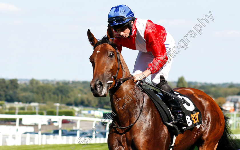 Veracious-0001 
 VERACIOUS (Ryan Moore) winner of The 188bet Casino Atalanta Stakes
Sandown 1 Sep 2018 - PIc Steven Cargill / Racingfotos.com