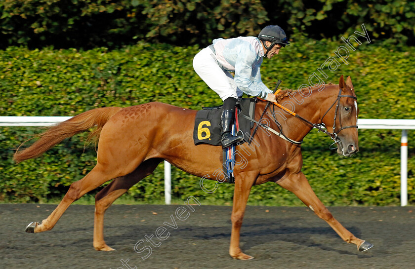 Kumari-Star-0001 
 KUMARI STAR (Neil Callan)
Kempton 8 Sep 2023 - Pic Steven Cargill / Racingfotos.com