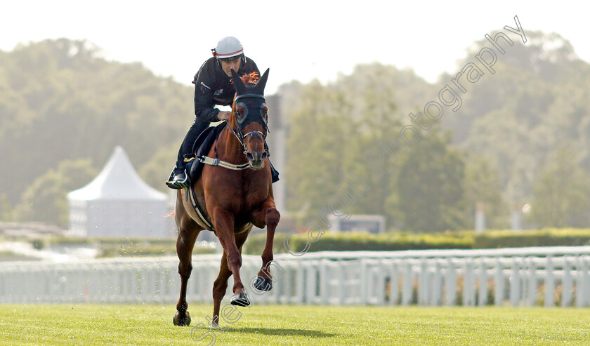 Nature-Strip-0011 
 NATURE STRIP - Australia to Ascot, preparing for the Royal Meeting.
Ascot 10 Jun 2022 - Pic Steven Cargill / Racingfotos.com