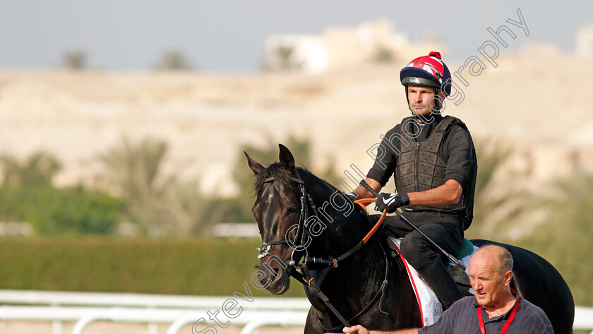 Pogo-0001 
 POGO exercising in preparation for Friday's Bahrain International Trophy
Sakhir Racecourse, Bahrain 16 Nov 2021 - Pic Steven Cargill / Racingfotos.com