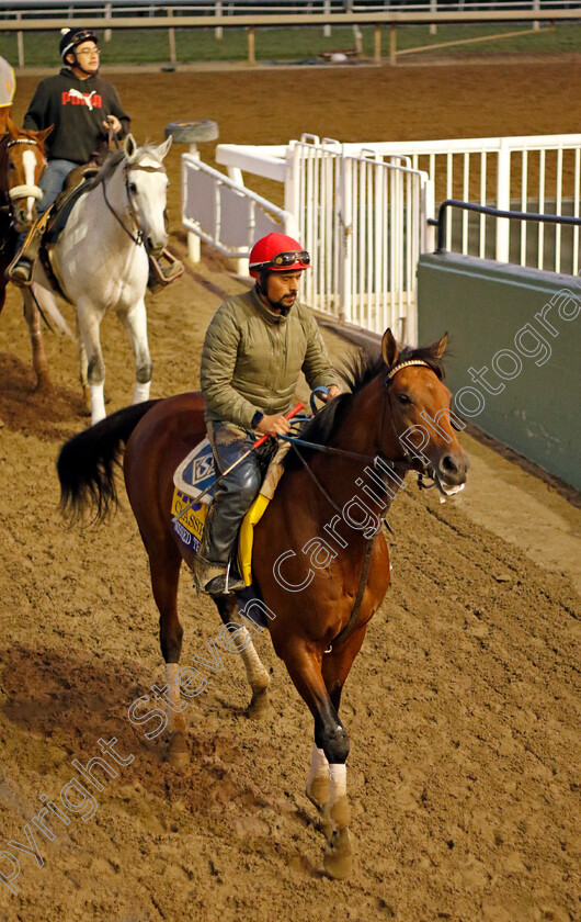 Missed-The-Cut-0001 
 MISSED THE CUT training for the Breeders' Cup Classic
Santa Anita USA, 1 Nov 2023 - Pic Steven Cargill / Racingfotos.com