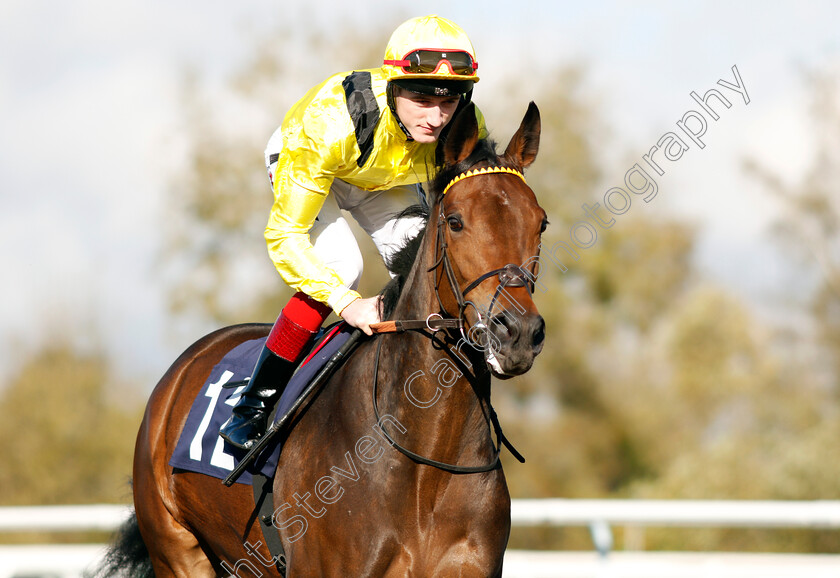 Sammarr-0001 
 SAMMARR (David Egan)
Lingfield 28 Oct 2021 - Pic Steven Cargill / Raingfotos.com