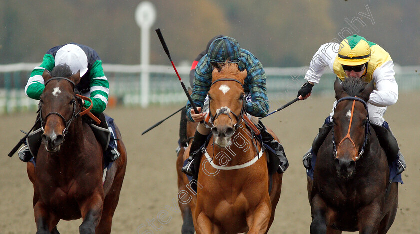 Silca-Mistress-0006 
 SILCA MISTRESS (centre, David Probert) beats HUMAN NATURE (right) and DRAKEFELL (left) in The Betway Sprint Handicap
Lingfield 20 Nov 2018 - Pic Steven Cargill / Racingfotos.com