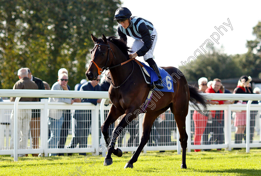 Hermocrates-0001 
 HERMOCRATES (Tom Marquand)
Salisbury 3 Oct 2018 - Pic Steven Cargill / Racingfotos.com