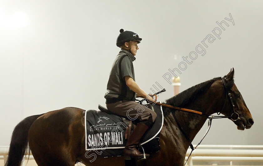 Sands-Of-Mali-0001 
 SANDS OF MALI training for The Al Quoz Sprint
Meydan 29 Mar 2019 - Pic Steven Cargill / Racingfotos.com