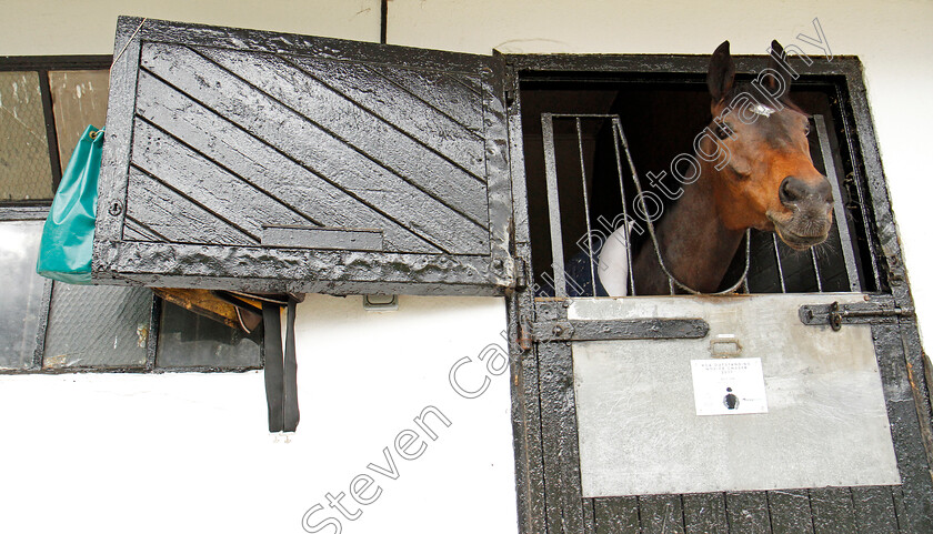 Altior-0006 
 ALTIOR at Nicky Henderson's stable in Lambourn 20 Feb 2018 - Pic Steven Cargill / Racingfotos.com