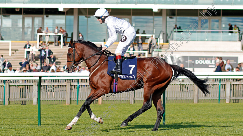 Statuario-0001 
 STATUARIO (Tom Queally) Newmarket 28 Sep 2017 - Pic Steven Cargill / Racingfotos.com