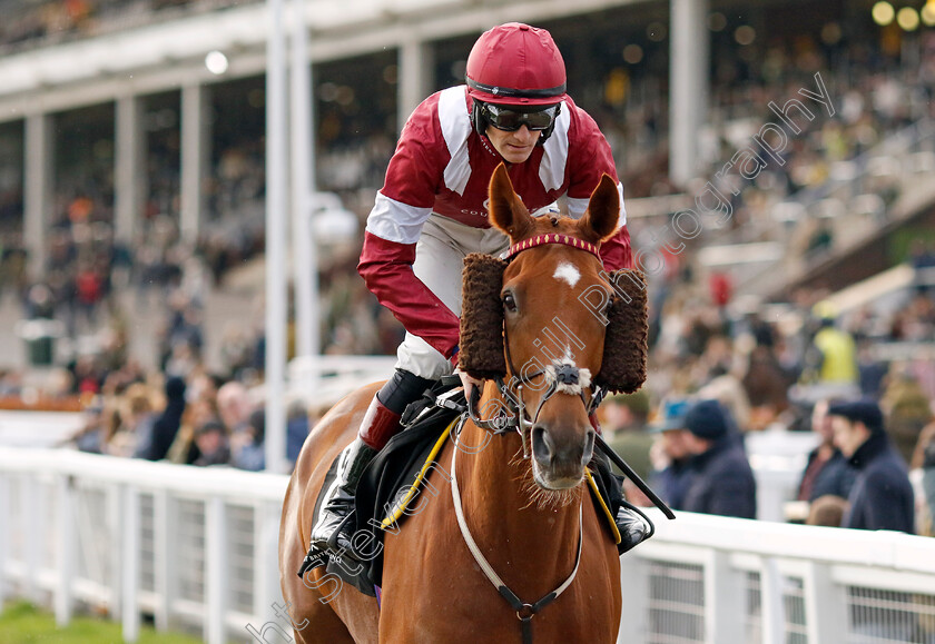 Undersupervision-0001 
 UNDERSUPERVISION (Sam Twiston-Davies)
Cheltenham 17 Nov 2024 - Pic Steven Cargill / Racingfotos.com