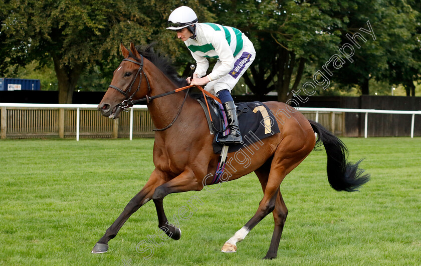 Rosa-Chinensis-0001 
 ROSA CHINENSIS (Daniel Muscutt)
Newmarket 28 Jul 2023 - Pic Steven Cargill / Racingfotos.com