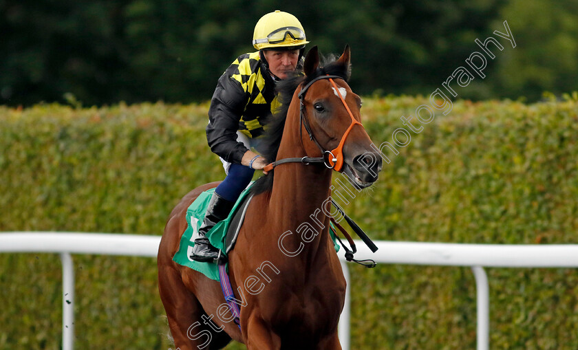 Commander-Flavius-0001 
 COMMANDER FLAVIUS (Sam Hitchcott)
Kempton 7 Aug 2024 - Pic Steven Cargill / Racingfotos.com