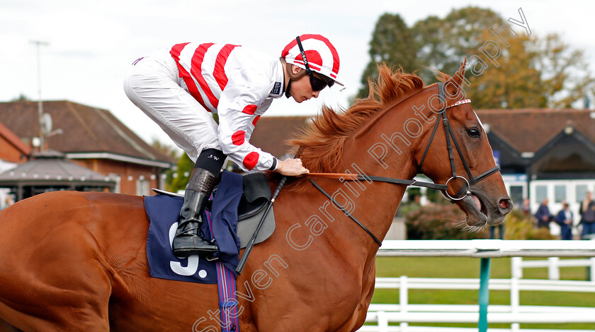 Imperium-0002 
 IMPERIUM (Jason Watson)
Lingfield 3 Oct 2019 - Pic Steven Cargill / Racingfotos.com