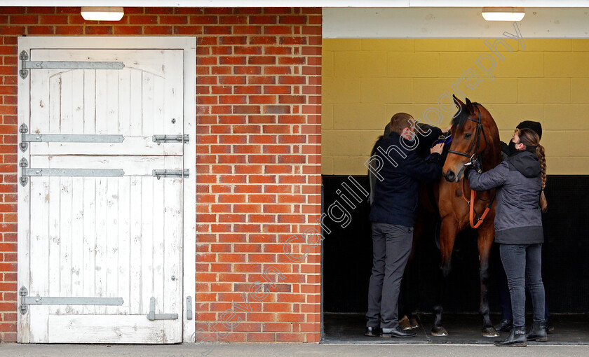 Cheshire-Plain-0001 
 CHESHIRE PLAIN is saddled before the first race
Chelmsford 4 Mar 2021 - Pic Steven Cargill / Racingfotos.com