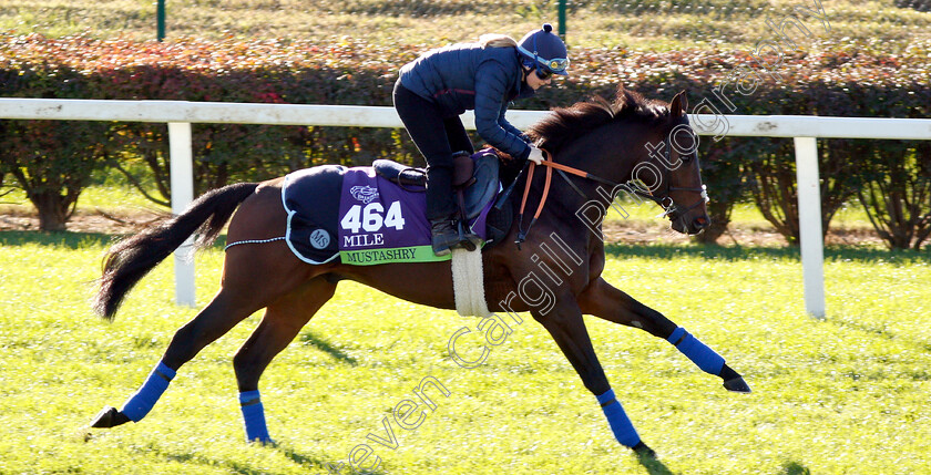 Mustashry-0001 
 MUSTASHRY exercising ahead of the Breeders' Cup Mile
Churchill Downs USA 29 Oct 2018 - Pic Steven Cargill / Racingfotos.com