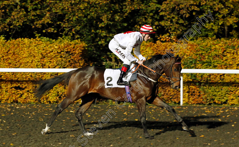 Brioni-0002 
 BRIONI (David Egan)
Kempton 15 Nov 2023 - Pic Steven Cargill / Racingfotos.com