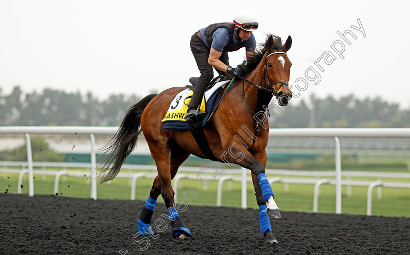 Nashwa-0002 
 NASHWA training for the Dubai Turf
Meydan Dubai 26 Mar 2024 - Pic Steven Cargill / Racingfotos.com