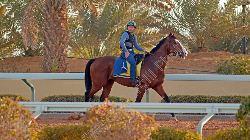 Royal-Youmzain-0002 
 ROYAL YOUMZAIN preparing for the Neom Turf Cup
Riyadh Racecourse, Kingdom of Saudi Arabia 26 Feb 2020 - Pic Steven Cargill / Racingfotos.com