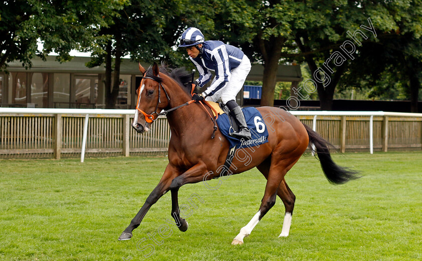 Mahogany-Bay-0001 
 MAHOGANY BAY (Sean Levey)
Newmarket 10 Aug 2024 - Pic Steven Cargill / Racingfotos.com