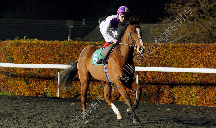 Morlaix-0002 
 MORLAIX (Poppy Bridgwater)
Kempton 20 Nov 2019 - Pic Steven Cargill / Racingfotos.com