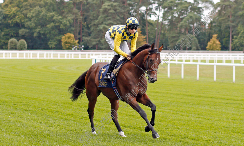 Honore-Daumier-0001 
 HONORE DAUMIER (Charles Bishop)
Ascot 6 Sep 2019 - Pic Steven Cargill / Racingfotos.com