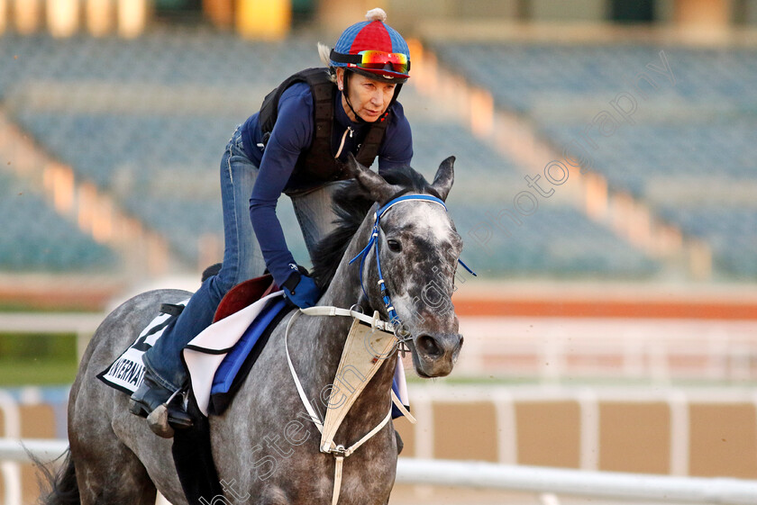 Internationalangel-0001 
 INTERNATIONALANGEL training at the Dubai World Cup Carnival
Meydan 5 Jan 2023 - Pic Steven Cargill / Racingfotos.com