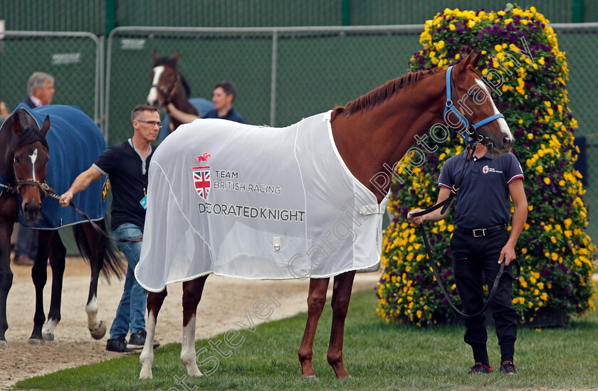 Decorated-knight-0003 
 DECORATED KNIGHT training for The Breeders' Cup Turf at Del Mar USA, 1 Nov 2017 - Pic Steven Cargill / Racingfotos.com