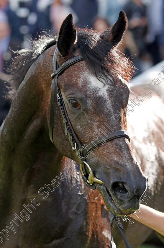 Roaring-Lion-0009 
 ROARING LION after The Juddmonte Royal Lodge Stakes Newmarket 30 Sep 2017 - Pic Steven Cargill / Racingfotos.com