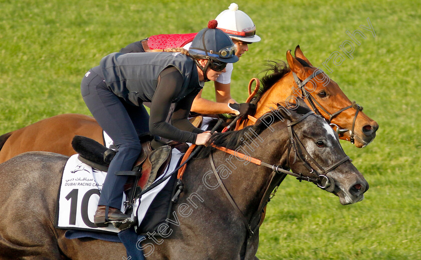 Frost-At-Dawn-and-Seven-Questions-0001 
 FROST AT DAWN (nearside) with SEVEN QUESTIONS (farside) training at the Dubai Racing Carnival 
Meydan 4 Jan 2024 - Pic Steven Cargill / Racingfotos.com