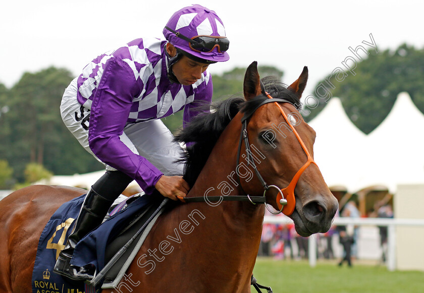 Dark-Thirty 
 DARK THIRTY (Sean Levey)
Royal Ascot 18 Jun 2022 - Pic Steven Cargill / Racingfotos.com