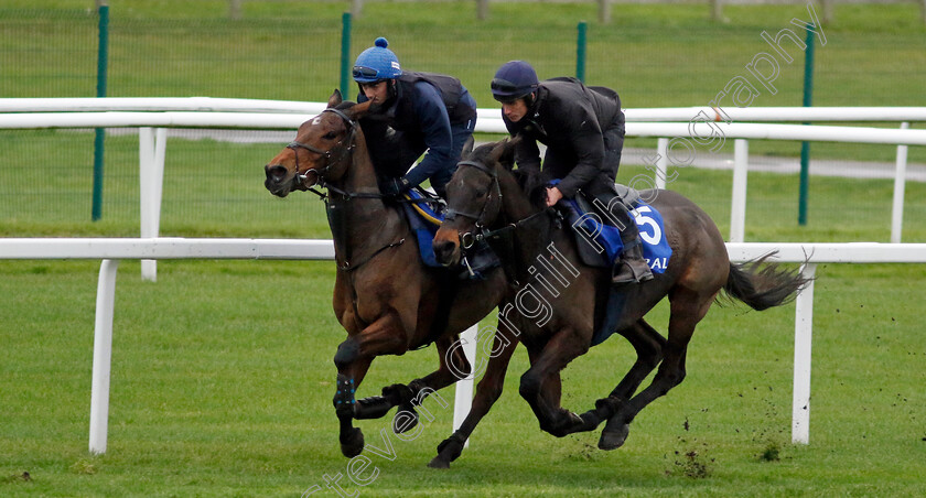 Monbeg-Genius-and-Iron-Bridge-0002 
 MONBEG GENIUS (right, Derek O'Connor) with IRON BRIDGE (left, Kevin Brogan)
Coral Gold Cup Gallops Morning
Newbury 21 Nov 2023 - Pic Steven Cargill / Racingfotos.com