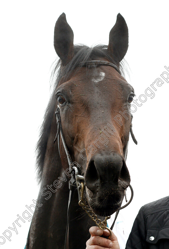 Sir-Dragonet-0017 
 SIR DRAGONET after The MBNA Chester Vase
Chester 8 May 2019 - Pic Steven Cargill / Racingfotos.com