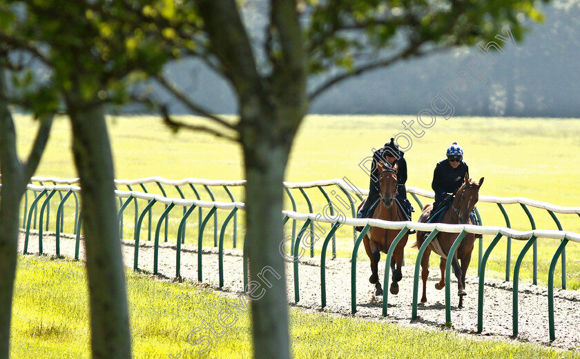 Bryony-Frost-0007 
 BRYONY FROST and Richard Hills exercising Arabian racehorses ahead of DIAR day at Newbury
Newmarket 27 Jun 2019 - Pic Steven Cargill / Racingfotos.com