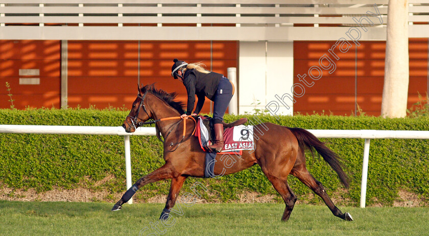 East-Asia-0002 
 EAST ASIA training for the Dubai Gold Cup
Meydan, Dubai, 23 Mar 2022 - Pic Steven Cargill / Racingfotos.com