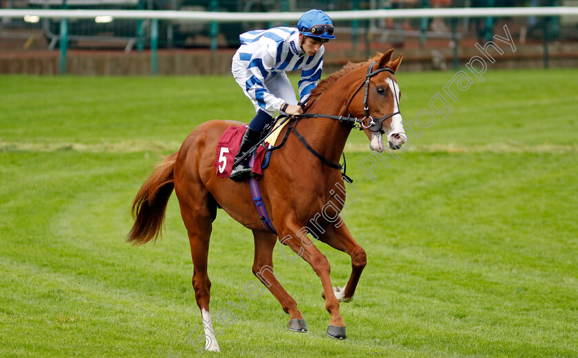 Seagulls-Eleven-0001 
 SEAGULLS ELEVEN (Harry Davies)
Haydock 24 May 2024 - Pic Steven cargill / Racingfotos.com