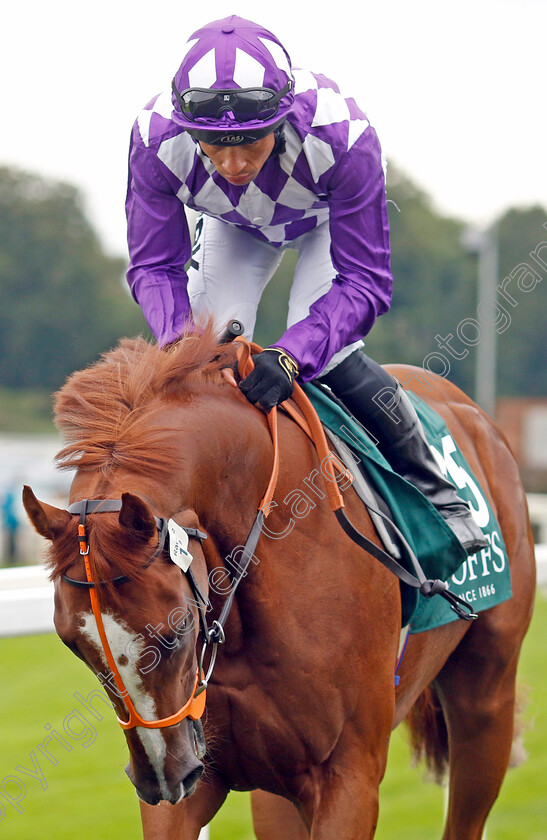 Persica-0001 
 PERSICA (Sean Levey)
York 24 Aug 2023 - Pic Steven Cargill / Racingfotos.com