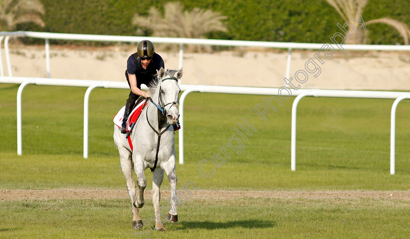 Lord-Glitters-0003 
 LORD GLITTERS (Jason Watson) exercising in preparation for Friday's Bahrain International Trophy
Sakhir Racecourse, Bahrain 18 Nov 2021 - Pic Steven Cargill / Racingfotos.com