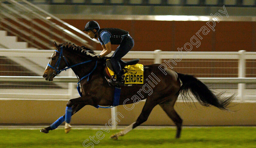 Deirdre-0001 
 DEIRDRE training for the Dubai Turf
Meydan 27 Mar 2019 - Pic Steven Cargill / Racingfotos.com