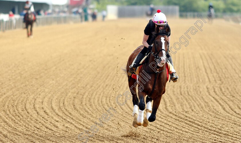 War-Of-Will-0001 
 WAR OF WILL exercising in preparation for the Preakness Stakes
Pimlico, Baltimore USA, 16 May 2019 - Pic Steven Cargill / Racingfotos.com