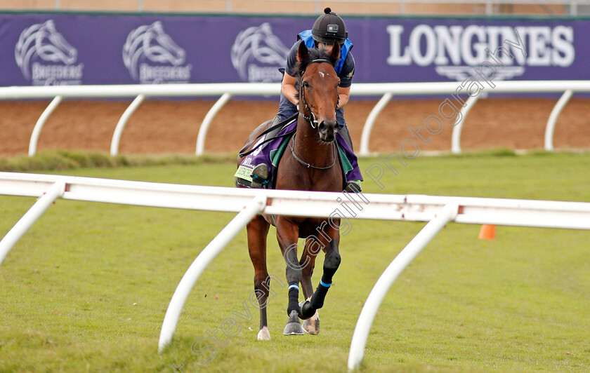 Ribchester-0004 
 RIBCHESTER training for The Breeders' Cup Mile at Del Mar USA, 1 Nov 2017 - Pic Steven Cargill / Racingfotos.com