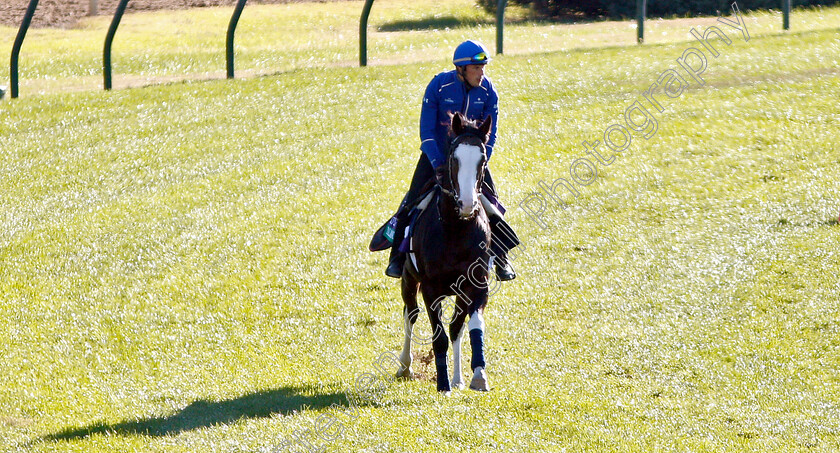 Talismanic-0002 
 TALISMANIC exercising ahead of the Breeders' Cup Turf 
Churchill Downs USA 29 Oct 2018 - Pic Steven Cargill / Racingfotos.com